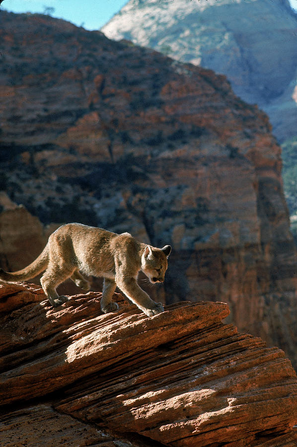 Zion National Park Photograph - Mountain Lion by Ralph Crane