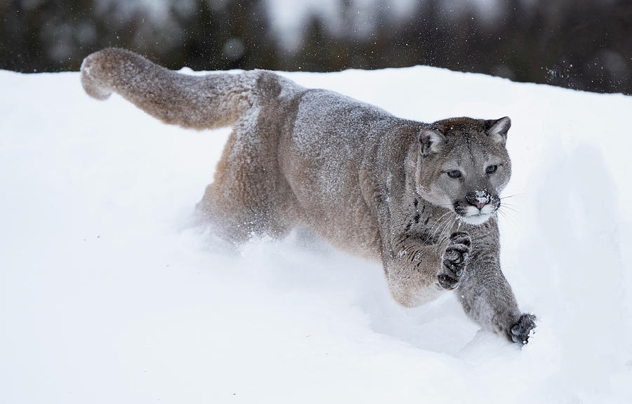 Mountain Lion running in Snow Photograph by Jack Nevitt