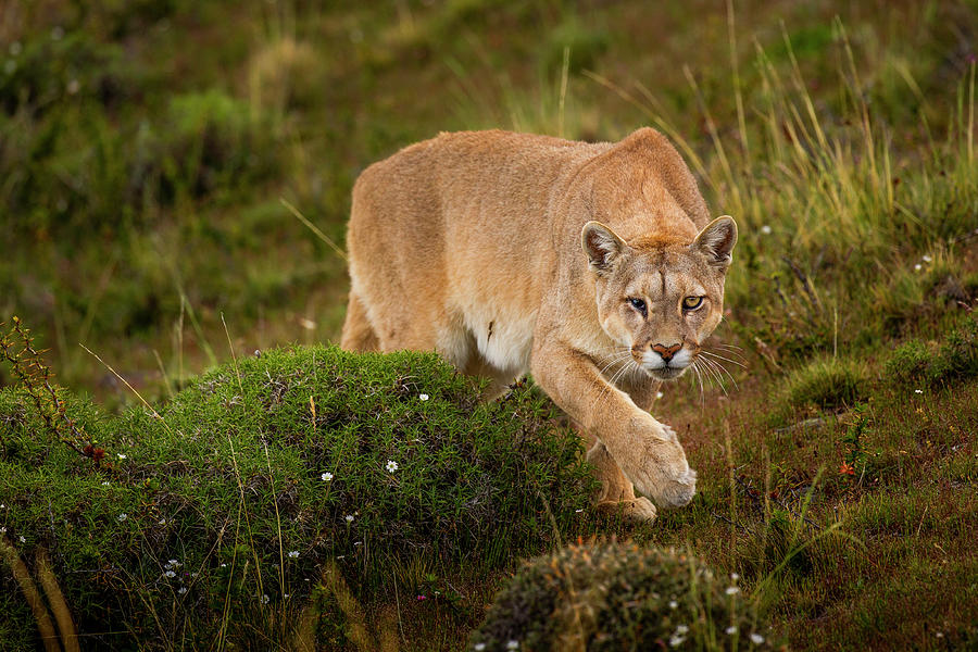Mountain Lion Stalking, Patagonia Photograph by Sebastian Kennerknecht