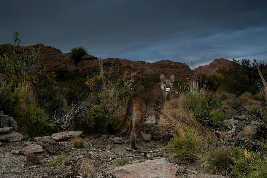 Mountain Lion Under Stormy Sky Photograph by Sebastian Kennerknecht Mountain Lion Under Stormy Sky Photograph by Sebastian Kennerknecht