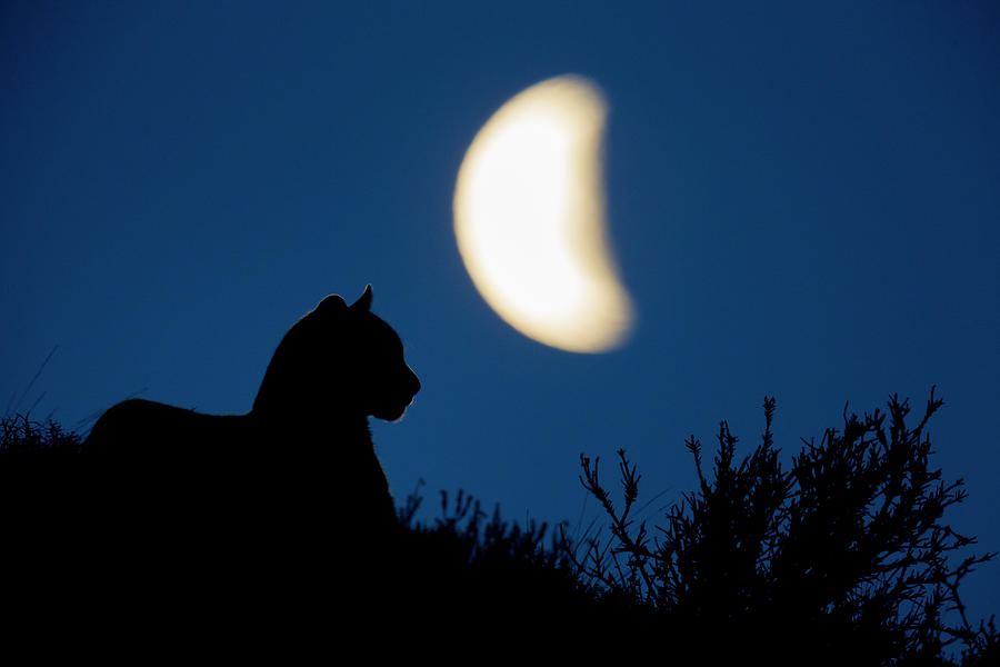 Mountain Lion Under The Patagonian Moon Photograph by Sebastian Kennerknecht