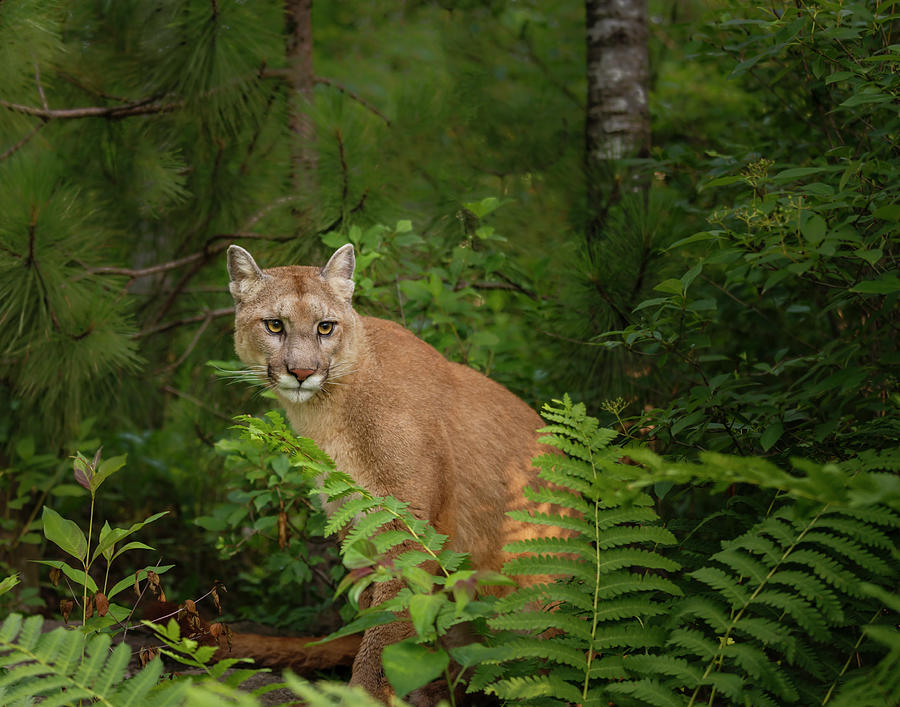 Cougar Photograph - Mountain Lion With Ferns by Galloimages Online