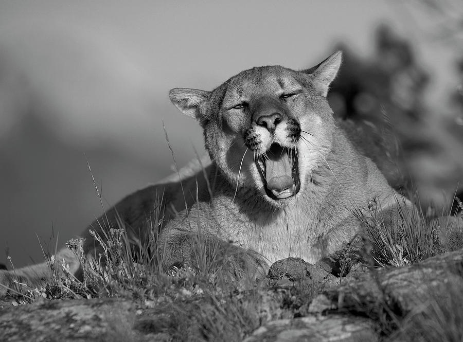Mountain Lion Yawning Photograph by Tim Fitzharris