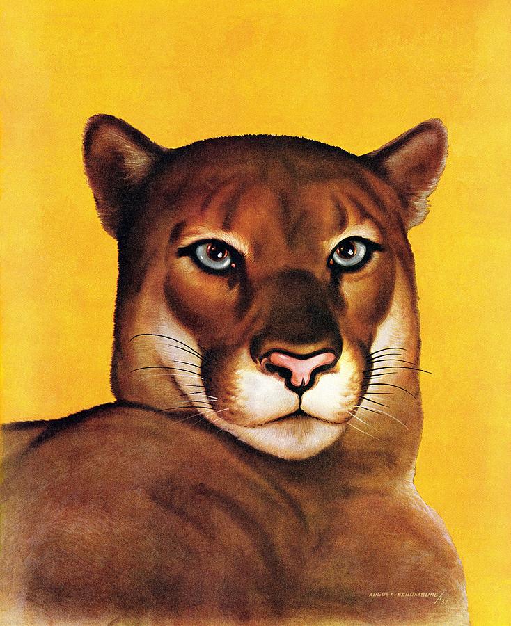 Mountain Lions Drawing by August Schombrug