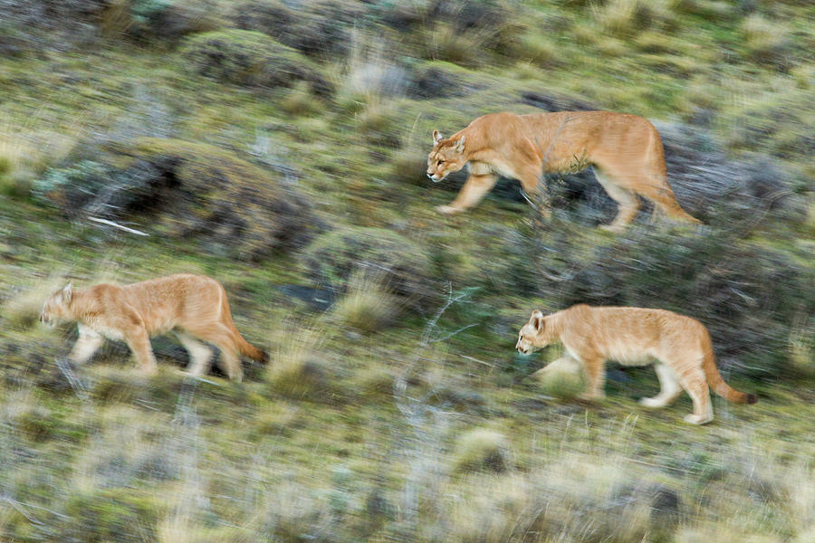 Mountain Loin And Cubs On The Move Photograph by Sebastian Kennerknecht