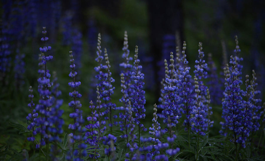 Mountain Lupine at the Forest Edge Photograph by Whispering Peaks Photography