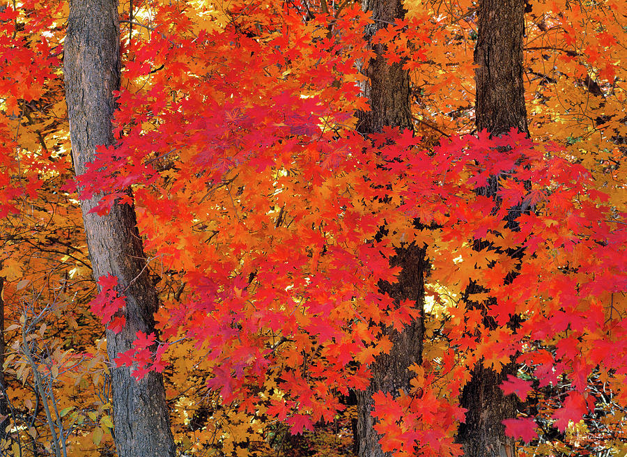 Tree Photograph - Mountain Maple Tree by Leland D Howard