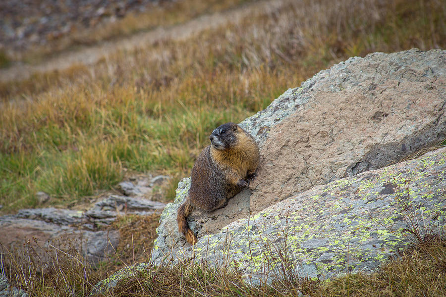 Mountain Marmot Photograph by Jen Manganello