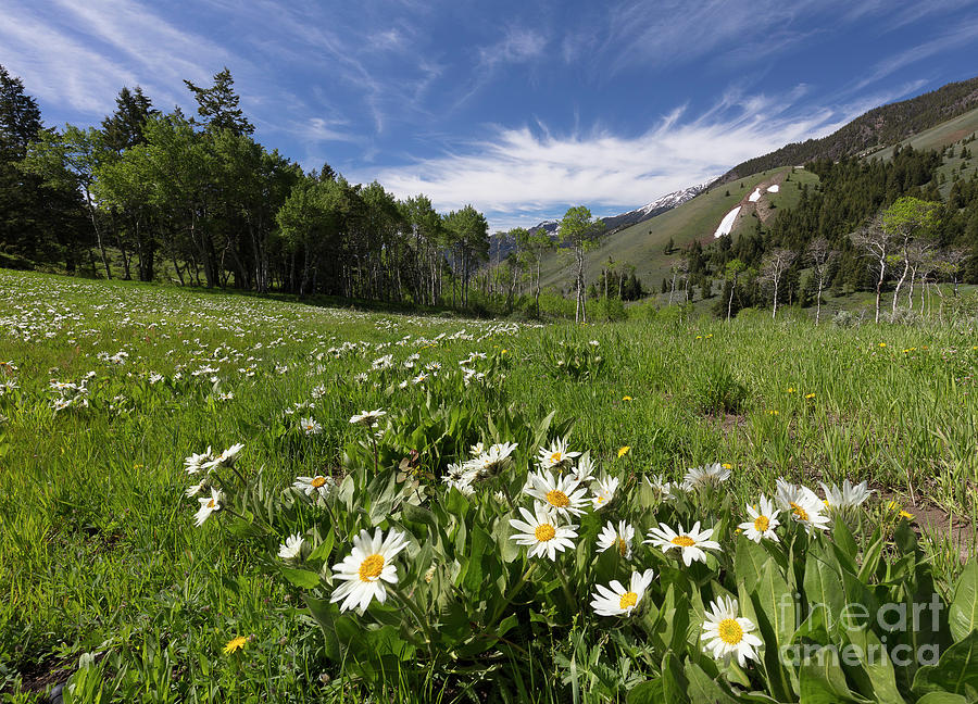 Mountain Meadow Photograph by Idaho Scenic Images Linda Lantzy - Fine ...