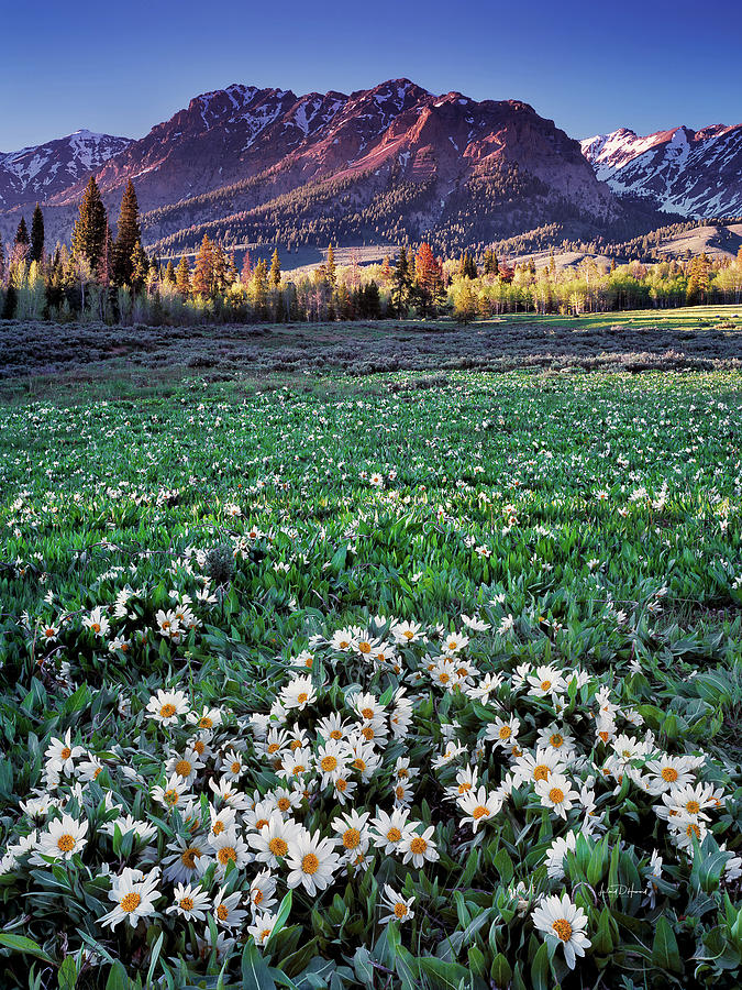 Mountain Meadow in Spring Photograph by Leland D Howard