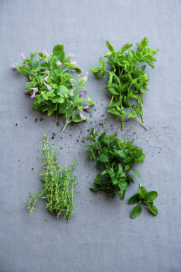 Mountain Mint, Curled Mint, Moroccan Mint And Mojito Mint Photograph by Michael Wissing