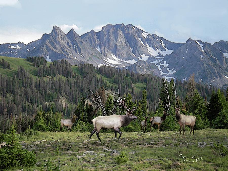 Mountain Monarch by Thomas Colstad Mountain Monarch by Thomas Colstad