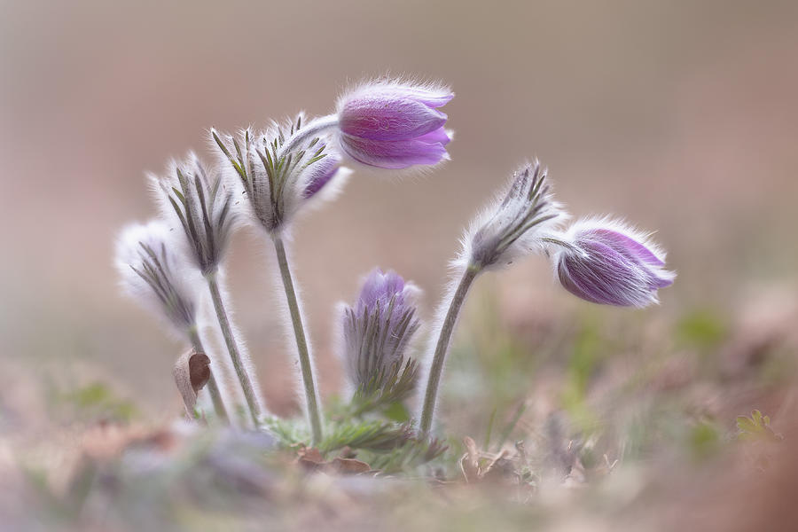 Nature Photograph - Mountain Pasqueflower by Fabrizio Daminelli