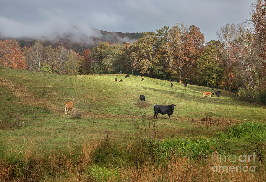 Mountain Pasture Photograph by Mike Eingle
