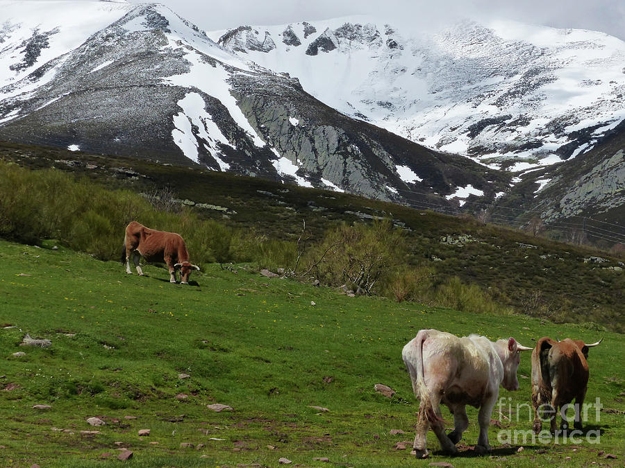 Mountain Pastures - Cantabia - Spain Photograph by Phil Banks