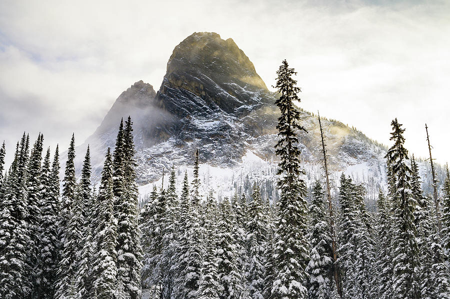 Mountain Peak Looming Over Snow Covered Trees In The North Cascades ...