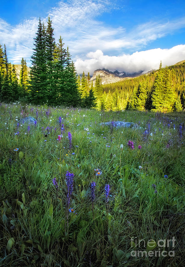 Mountain Peaks and wildflowers Photograph by Ronda Kimbrow