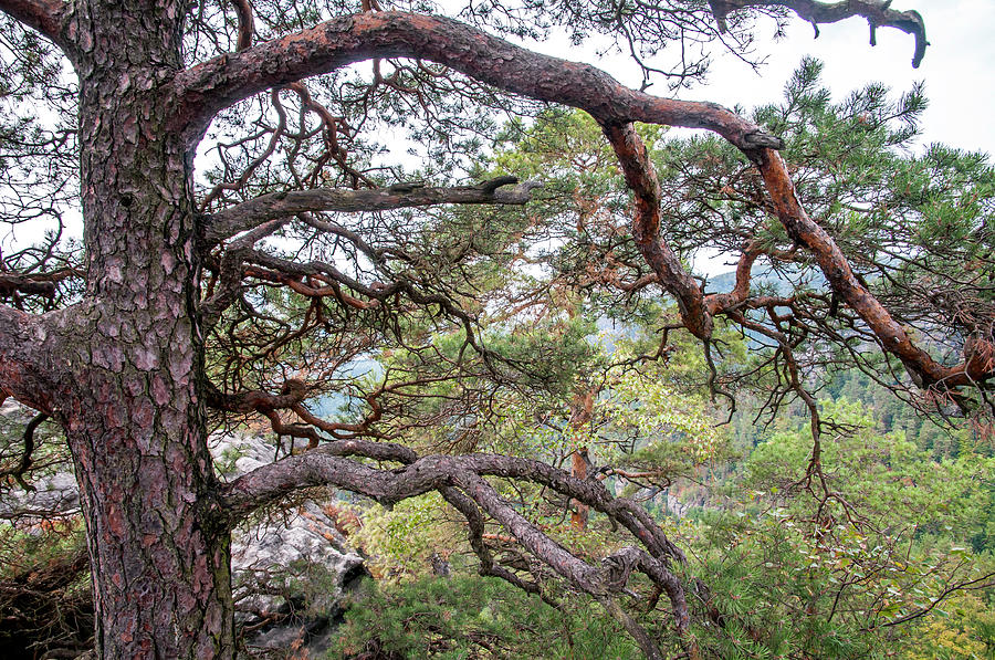 Mountain Pine Tree. Bohemian Switzerland Photograph by Jenny Rainbow