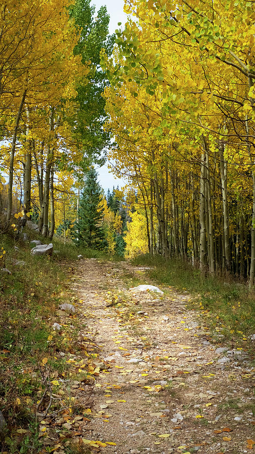 Landscape Photograph - Mountain Road in Autumn by Mary Lee Dereske