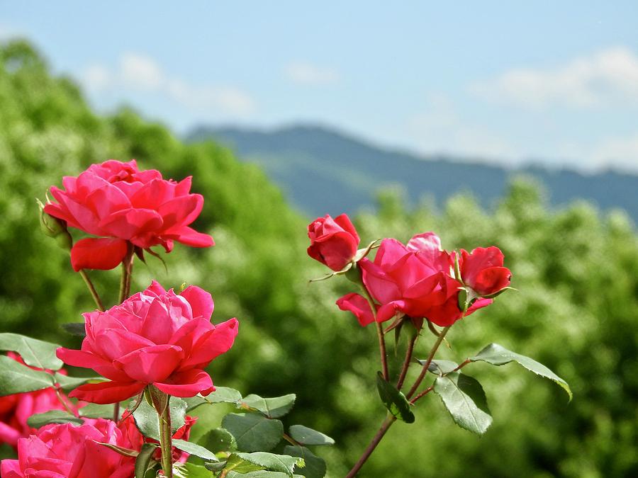Mountain Roses Photograph by Kathy Chism