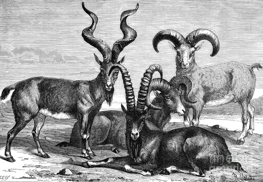 Mountain Sheep And Ibex, C1890. Artist by Print Collector