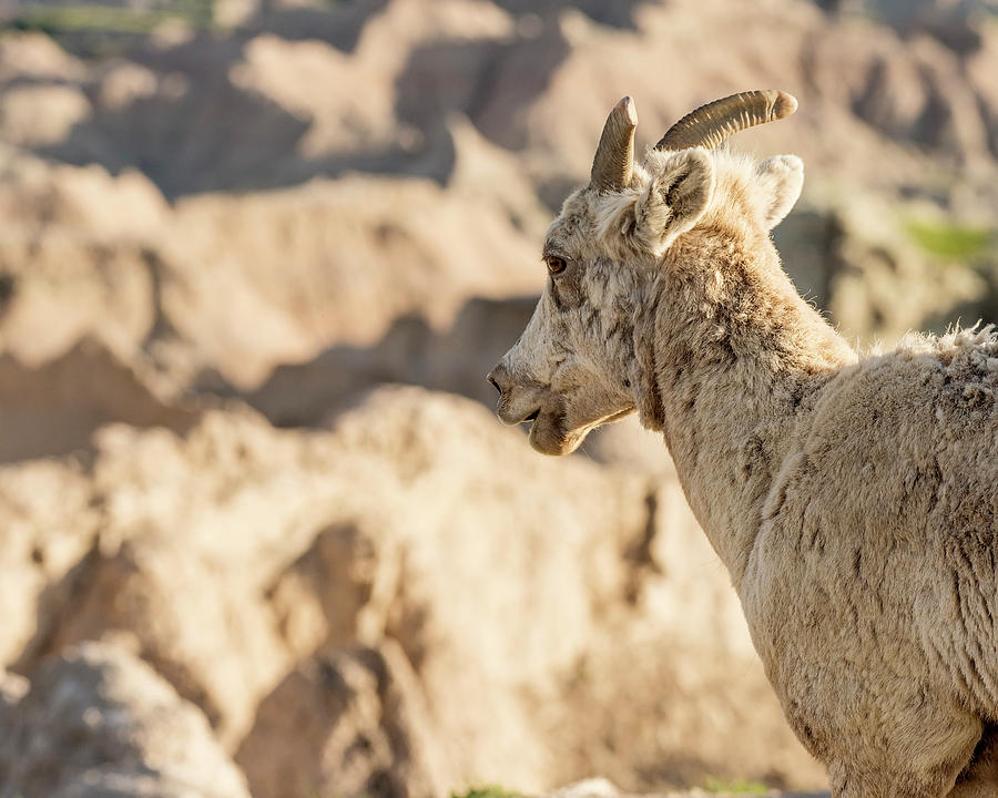 Mountain Sheep in Badlands National Park Photograph by Art Whitton