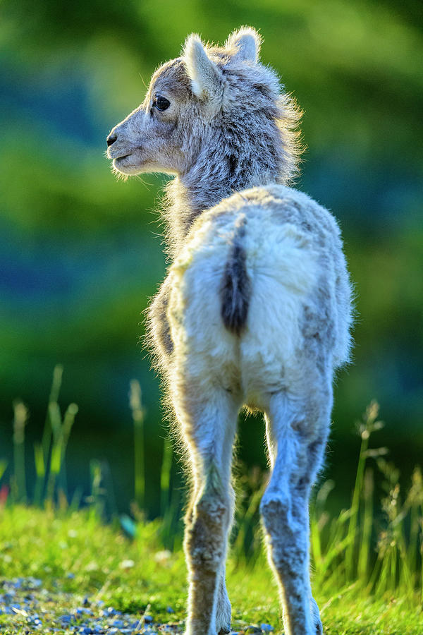 Mountain Sheep In Banff National Park Photograph by Don White