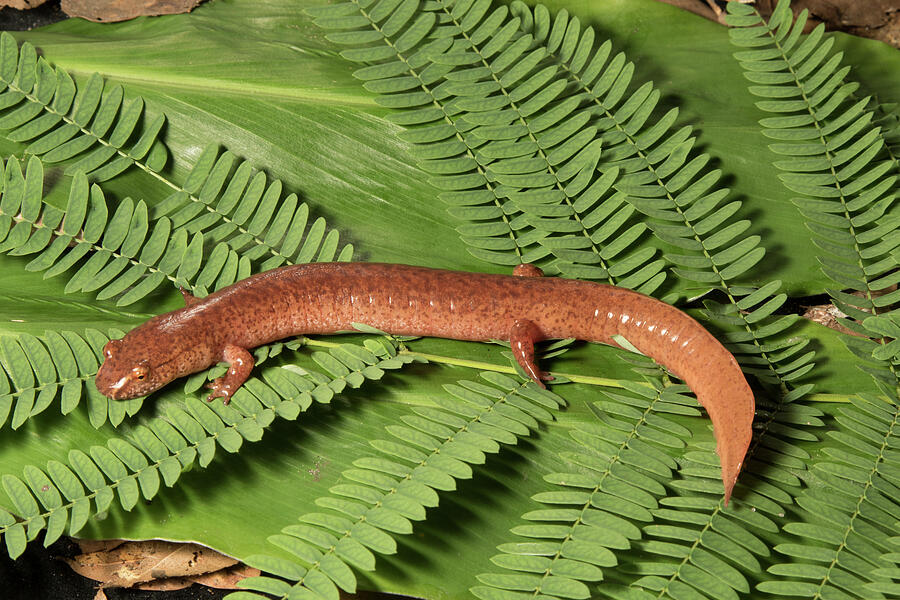 Mountain Spring Salamander Captive, Occurs In The Photograph by Barry ...