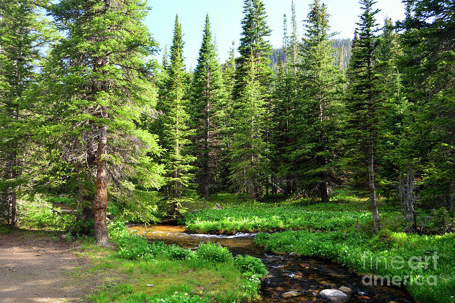 Mountain Stream Surrounded By Pine Trees in a Forest Photograph by Jeff