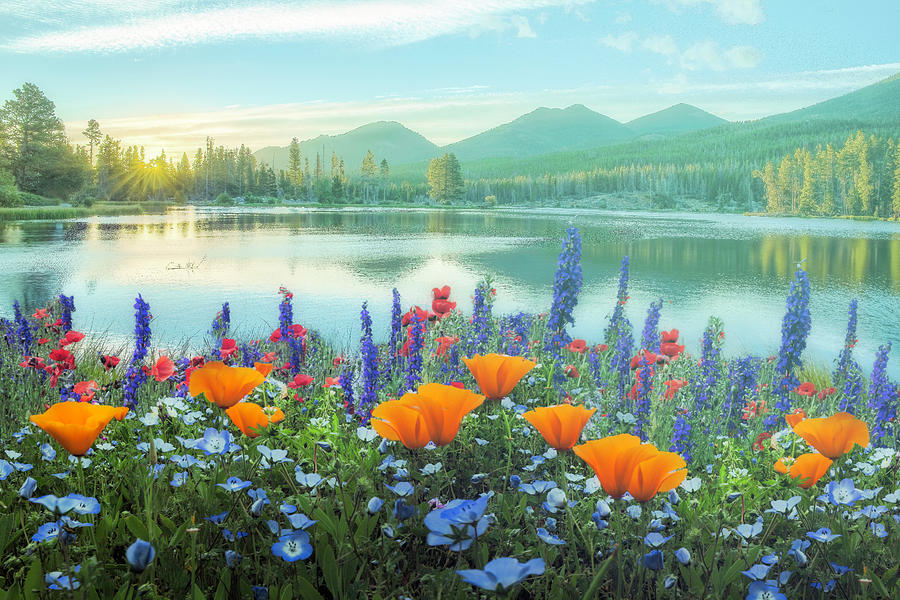 Mountain Summer Blooms Misty Morning Photograph by Debra and Dave Vanderlaan