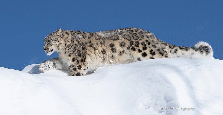 Mountain top snow leopard Photograph by Jack Nevitt