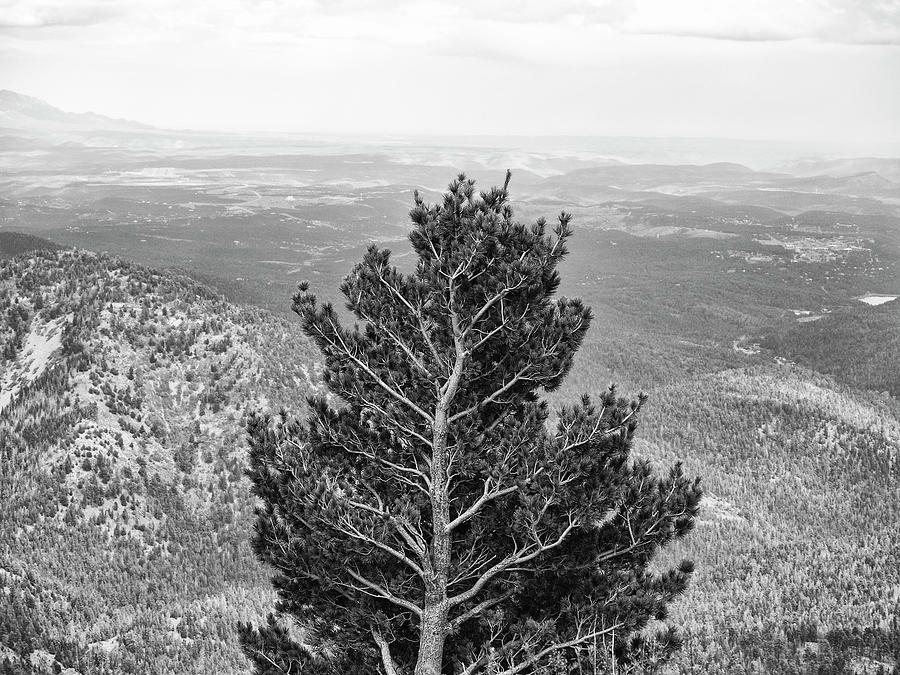 Mountain Tree with a View by Keith Dotson Mountain Tree with a View by Keith Dotson