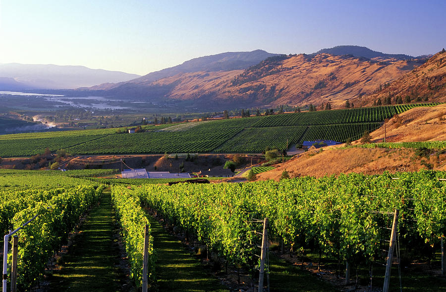 Mountain View Of Okanagan Valley From Photograph by Laughingmango