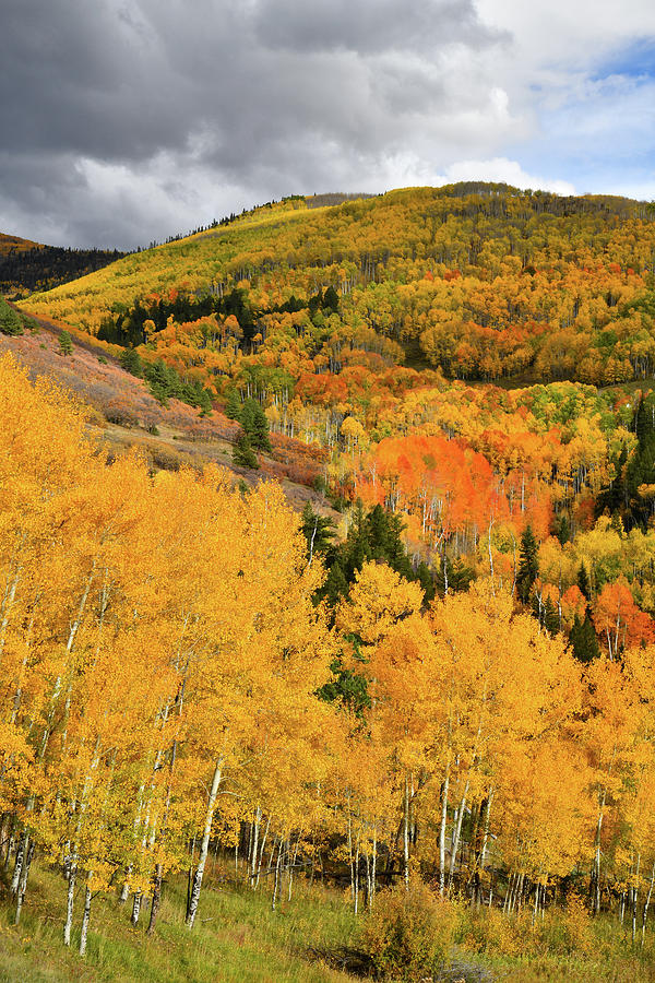 Mountains Burst with Fall Color along Last Dollar Road Photograph by Ray Mathis