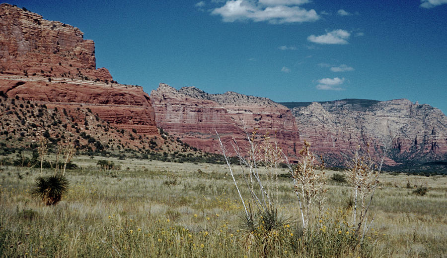 Large sandstone monolith seen beyond a few trees in Oak Creek Canyon -  ARIZ400 00210 Coffee Mug by Kevin Russell - Pixels