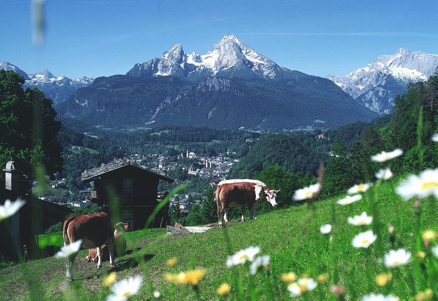 Mountainscape With Cows, Germany Digital Art by Gunter Grafenhain