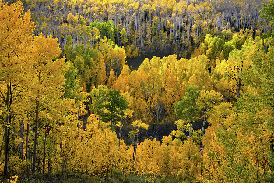 Mountainside Aspens at Woods Lake Photograph by Ray Mathis