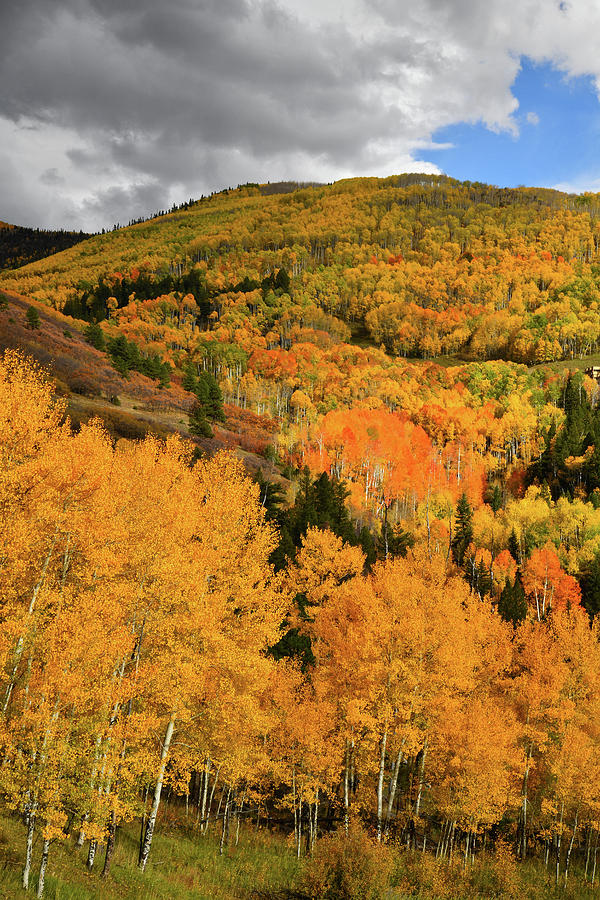 Mountainside of Fall Color along Last Dollar Road Photograph by Ray Mathis