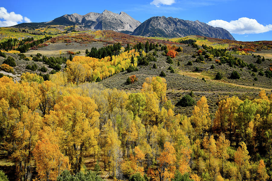 Mountainside of Glowing Aspens along Highway 133 Photograph by Ray Mathis