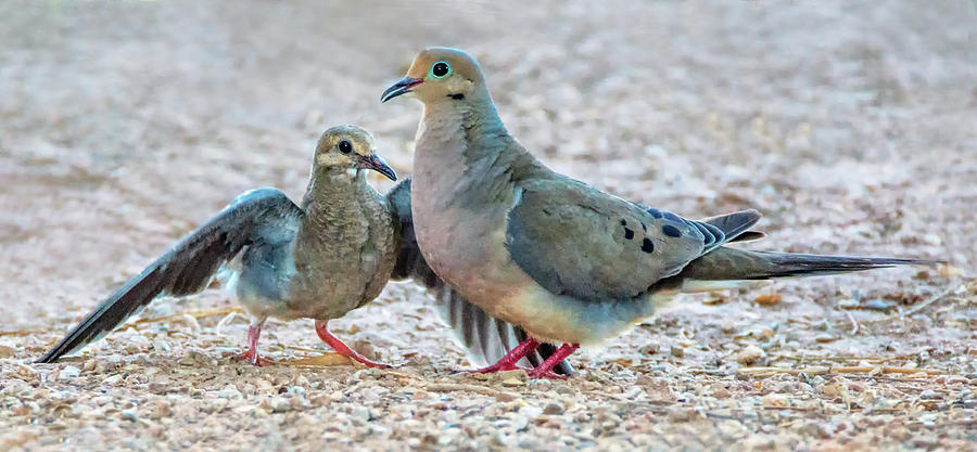 Mouring Dove Adult and Juvenile 4478-080119 Photograph by Tam Ryan