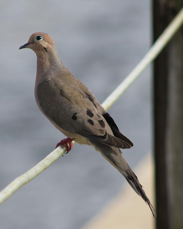 Mourning Dove Photograph by Aaron Sanderson - Pixels