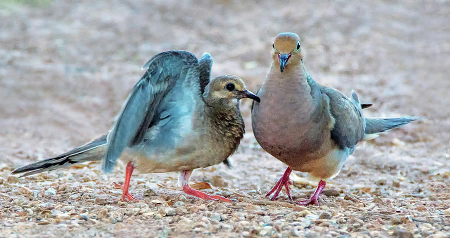 Mourning Dove Adult and Juvenile 4479-080119 Photograph by Tam Ryan