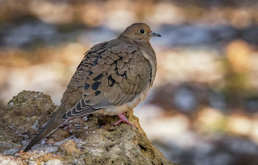 Mourning Dove Afternoon Photograph by Ray Congrove
