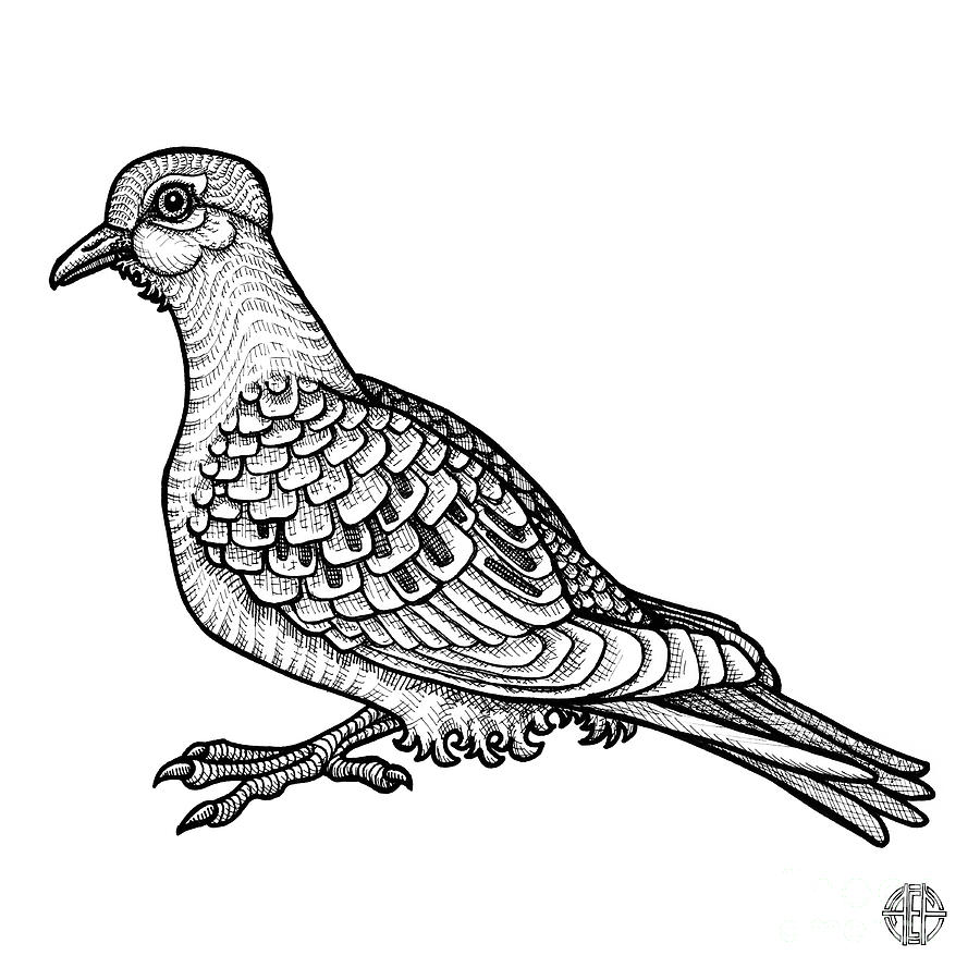 Mourning Dove Drawing by Amy E Fraser