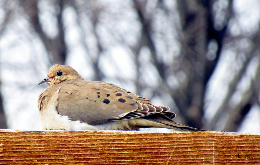 Mourning Dove by Amy Hosp Mourning Dove by Amy Hosp