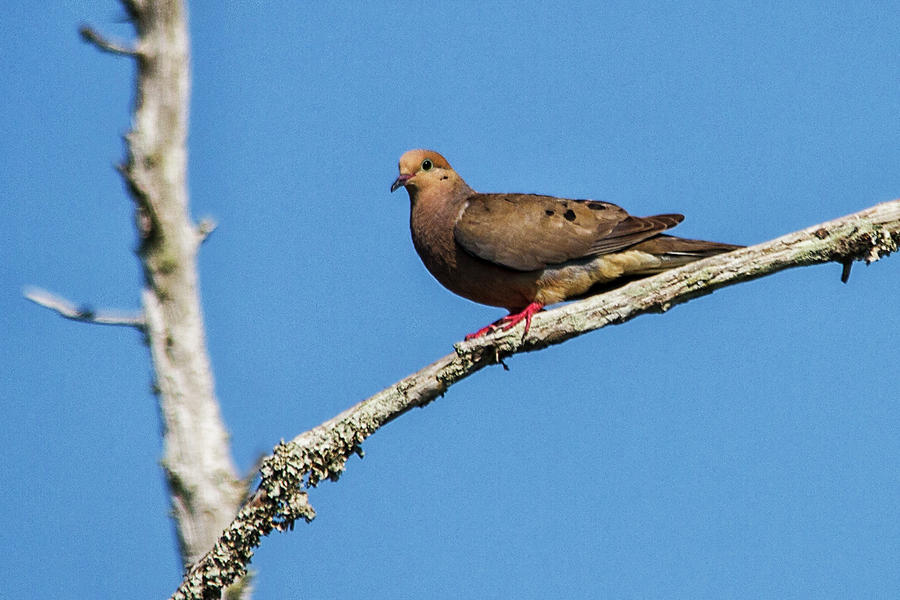 Mourning Dove Photograph by Bob Decker