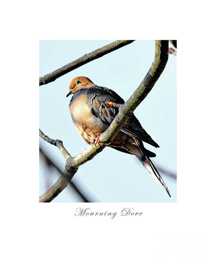 Mourning Dove Photograph by Dianne Morgado