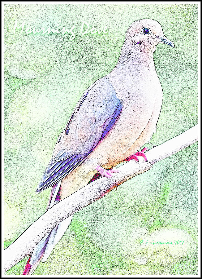 Mourning Dove Digital Art Digital Art by A Macarthur Gurmankin