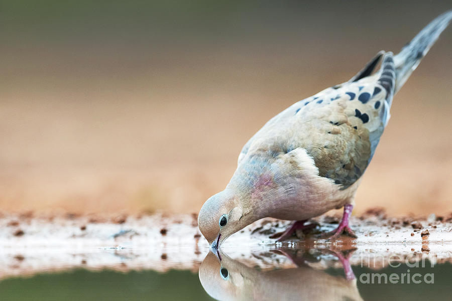 Mourning Dove Drinking Photograph by Dr P. Marazzi/science Photo ...