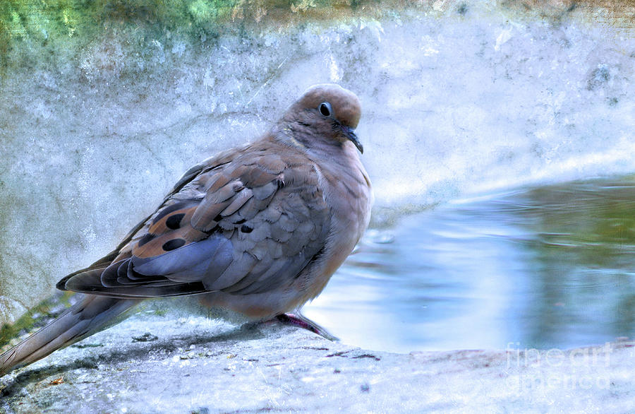 Mourning Dove Mixed Media by Elaine Manley